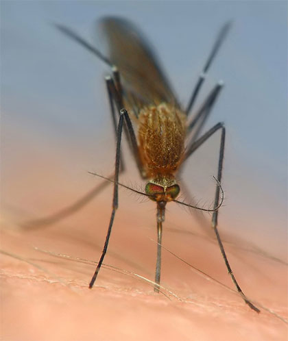 Уничтожитель комаров в сторону - значение комариного племени для жизни человечества