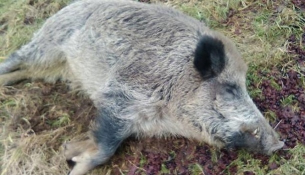 На Донбассе зафиксирована вспышка африканской чумы свиньей
