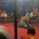 В российском цирке львица напала на ребенка