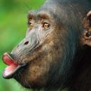 В Швейцарии шимпанзе получили неприкосновенность