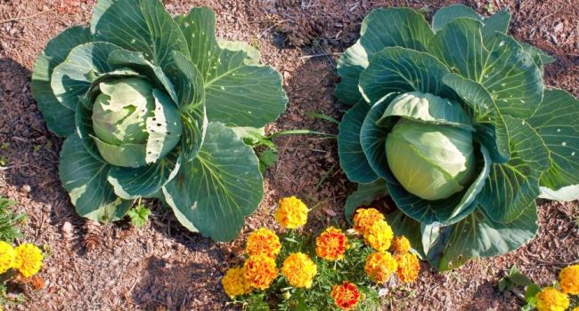 Почему капусту полезно выращивать по соседству с бархатцами?
