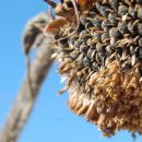 Применения листовых удобрений на подсолнечнике и пшенице