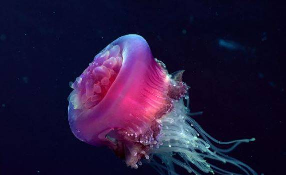 На побережье Австралии обнаружена уникальная медуза