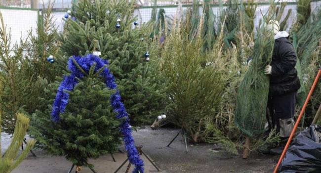 Гибкие ветви и иглы насыщенного цвета: эксперты рассказали, как выбирать новогоднюю елку