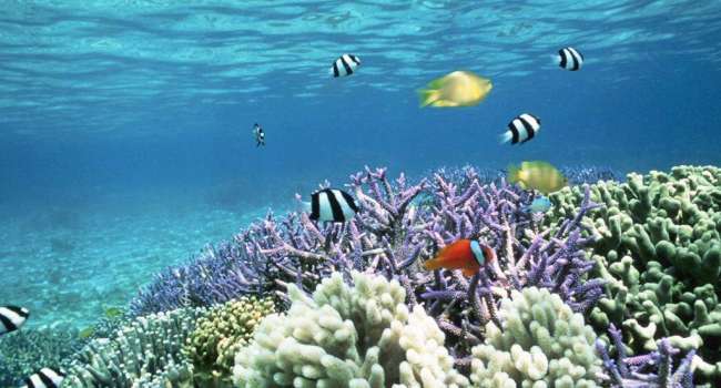 Ученые бьют тревогу - к 2100 году в мировом океане исчезнут практически все коралловые рифы