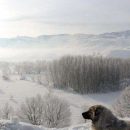 Снег будет выпадать все реже: синоптик дала прогноз на ближайшие зимы в Украине