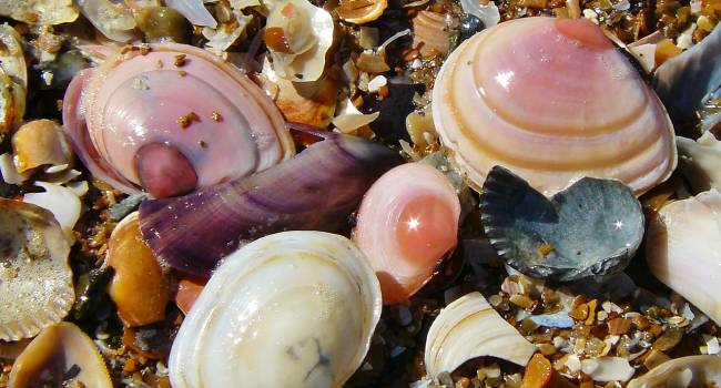 «Выживать помогает гермафродитизм»: ученые посчитали всех моллюсков на крайнем севере