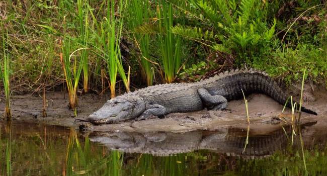 Российский рыбак поймал крокодила в крошечной реке в Подмосковье