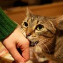 Учёные: кошачьи царапины могут привести к развитию шизофрении