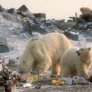Заключённых в России собираются отправлять в Арктику на уборку мусора