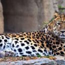 За 9 лет популяция дальневосточных леопардов рекордно увеличилась