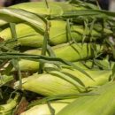 «Черешня по 7 гривен за штуку – ерунда»: Одесские продавцы снова отличились - на этот раз «золотой» кукурузой